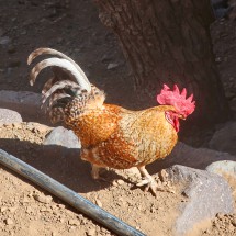 Rooster in Imlil